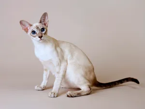1600猫咪写真 第13辑_14