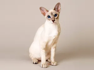 1600猫咪写真 第13辑_15