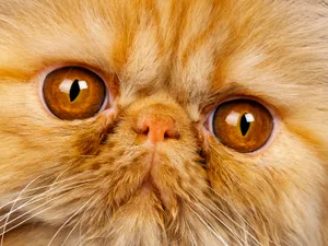 1600猫咪写真 第13辑_17