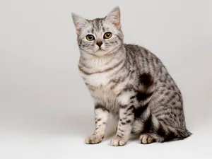 1600猫咪写真 第12辑_6