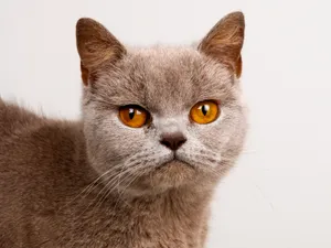 1600猫咪写真 第12辑_13