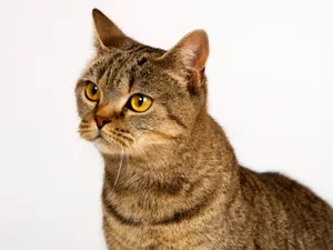 1600猫咪写真 第12辑_14