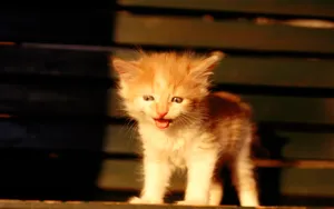 1920猫咪写真 第三辑_4