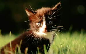 1920猫咪写真 第三辑_13