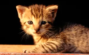1920猫咪写真 第三辑_15