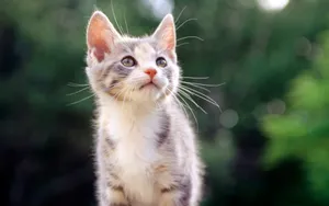 1920猫咪写真 第三辑_16