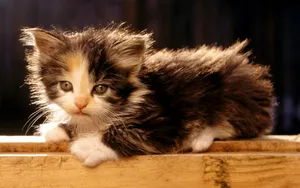 1920猫咪写真 第三辑_18