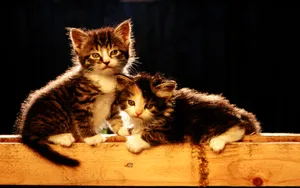1920猫咪写真 第三辑_19