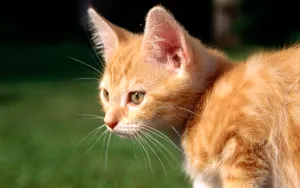1920猫咪写真 第二辑_3