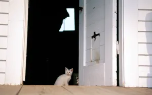 1920猫咪写真 第二辑_4
