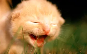 1920猫咪写真 第二辑_11