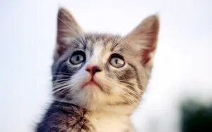 1920猫咪写真 第二辑_14