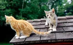 1920猫咪写真 第一辑_4