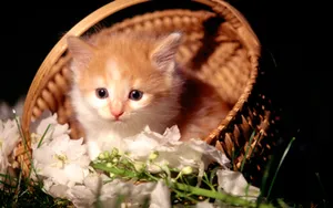 1920猫咪写真 第一辑_7
