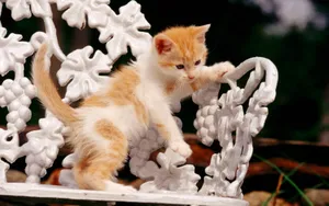 1920猫咪写真 第一辑_8