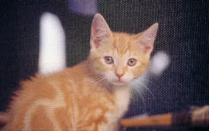 1920猫咪写真 第一辑_9