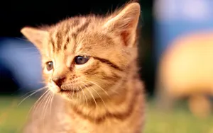1920猫咪写真 第一辑_11