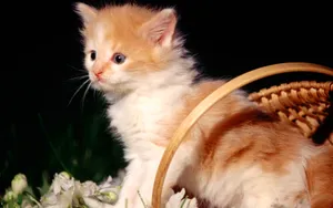 1920猫咪写真 第一辑_12