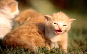 1920猫咪写真 第一辑_16