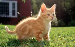 1920猫咪写真 第一辑_17