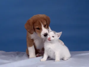 1600猫咪写真 第11辑_5