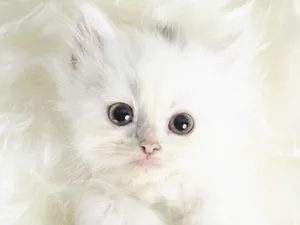 1600猫咪写真 第11辑_11