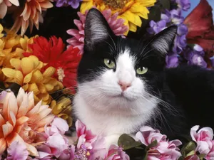 1600猫咪写真 第11辑_12