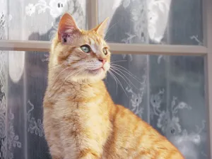 1600猫咪写真 第11辑_14