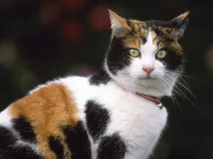 1600猫咪写真 第11辑_15