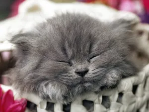 1600猫咪写真 第11辑_17