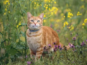 1600猫咪写真 第11辑_19