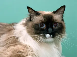1600猫咪写真 第十辑_2