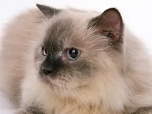 1600猫咪写真 第十辑_4