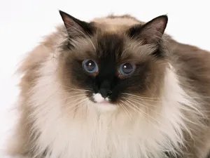 1600猫咪写真 第十辑_5