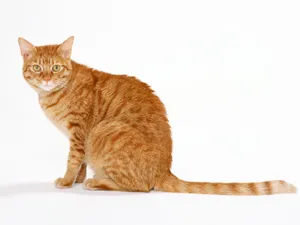 1600猫咪写真 第十辑_6