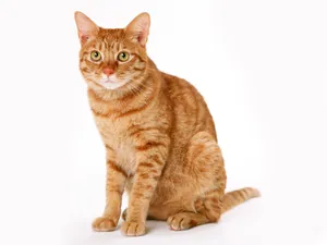 1600猫咪写真 第十辑_7