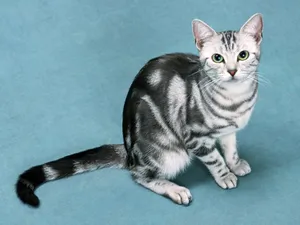 1600猫咪写真 第十辑_8
