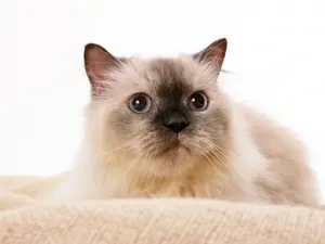 1600猫咪写真 第十辑_10