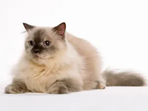 1600猫咪写真 第十辑_11