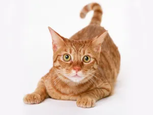 1600猫咪写真 第十辑_12