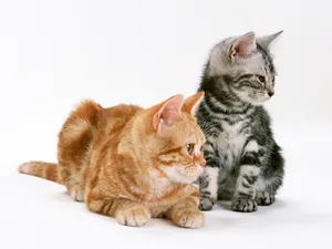 1600猫咪写真 第十辑_13