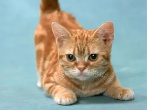 1600猫咪写真 第十辑_14