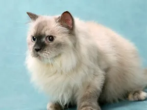 1600猫咪写真 第十辑_15