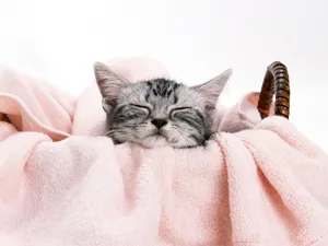 1600猫咪写真 第十辑_16