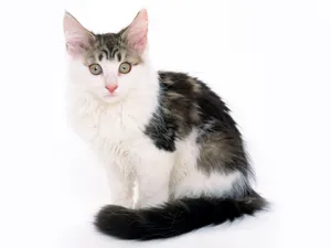1600猫咪写真 第十辑_17