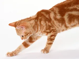1600猫咪写真 第十辑_18