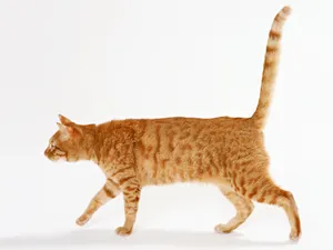 1600猫咪写真 第十辑_19