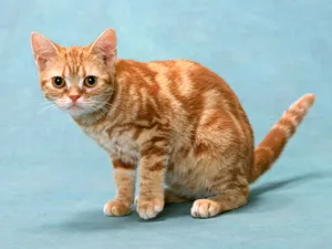 1600猫咪写真 第九辑_18