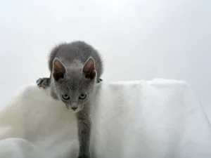 1600猫咪写真 第八辑_4