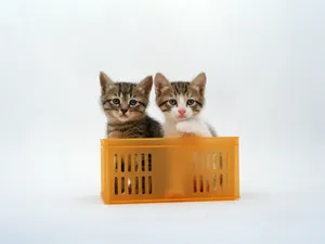 1600猫咪写真 第八辑_6
